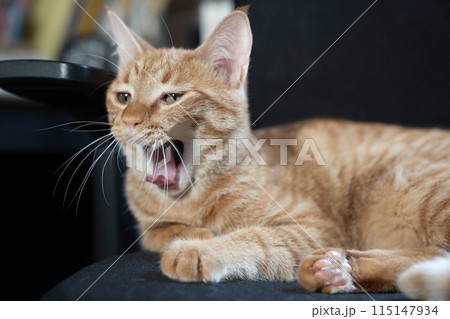 あくびをする茶トラ猫 あくびをする茶トラ猫 115147934