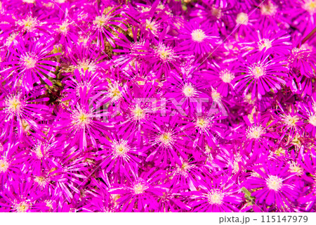 Purple flowers background 115147979