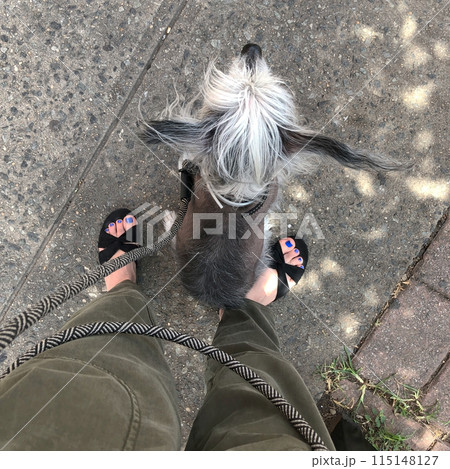 Chinese Crested dog on a walk, cute small happy puppy portrait Chinese Crested dog on a walk, cute small happy puppy portrait 115148127