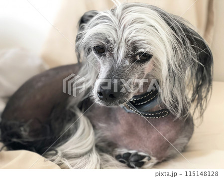 Cute dog lying on the bed. Shallow depth of field 115148128