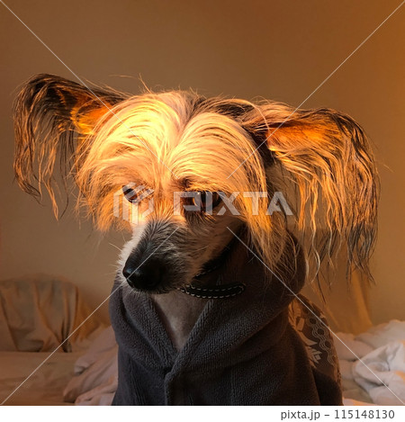 Portrait of a dog on a white background 115148130