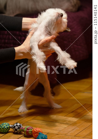 White Puppy Of Chihuahua In The Hands Of A Woman White Puppy Of Chihuahua In The Hands Of A Woman 115148141