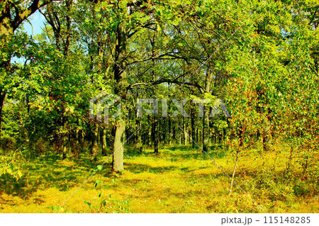 A green oak forest. Autumn natural landscape A green oak forest. Autumn natural landscape 115148285
