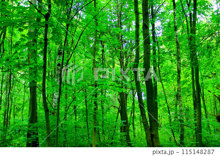 A green mixed forest. Summer landscape A green mixed forest. Summer landscape 115148287