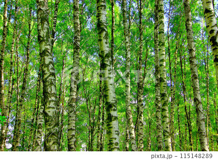 A green birch forest on a sunny day. 115148289