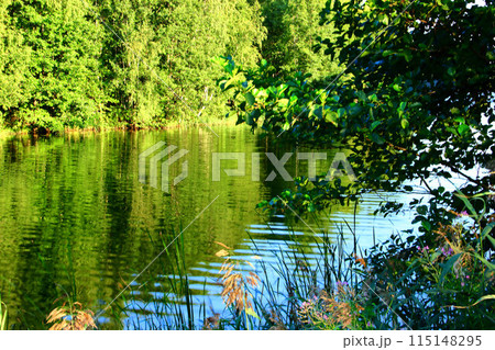 Lake in the forest. Green landscape 115148295