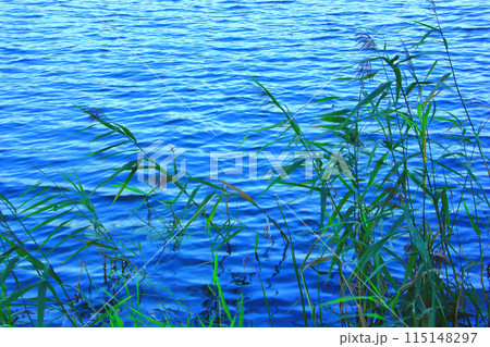 Lake water surface with ripples Lake water surface with ripples 115148297