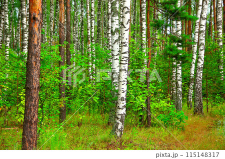A green mixed forest on a sunny day. 115148317