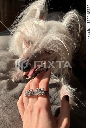 Chihuahua dog and woman s hand with ring on it Chihuahua dog and woman s hand with ring on it 115148325