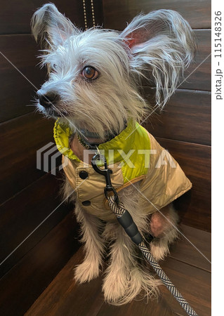 Chinese Crested Dog wearing a yellow jacket and a collar 115148326