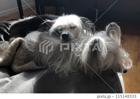 Cute dog is lying on the bed and looking at the camera Cute dog is lying on the bed and looking at the camera 115148333