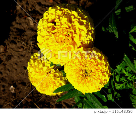 Marigolds flower and green leaves. Marigolds flower and green leaves. 115148350