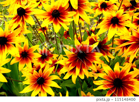 Rudbeckia flowers in the green grass. 115148400
