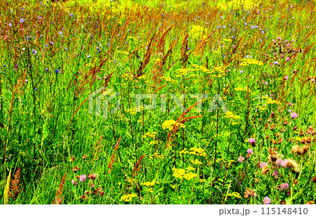 Wild flowers in the field. Wild flowers in the field. 115148410