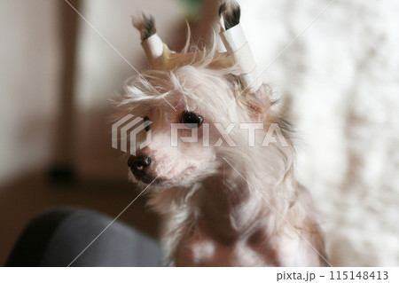 Young Chinese Crested dog with bandaged ears, cute small happy puppy portrait 115148413