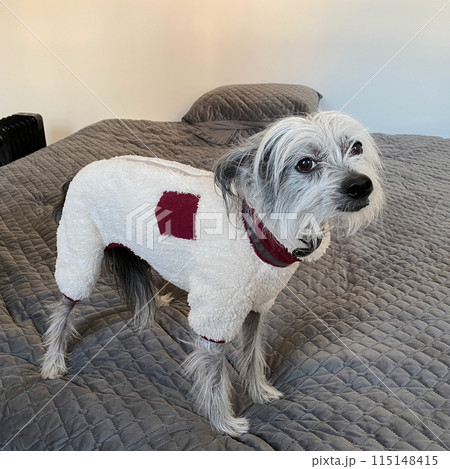 Chinese Crested dog is standing on the bed in light soft pajamas, cute small happy dog portrait 115148415