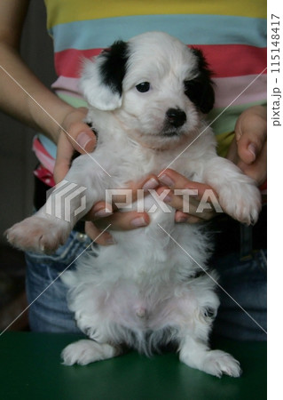 Tiny Chinese Crested puppy, cute small happy dog portrait Tiny Chinese Crested puppy, cute small happy dog portrait 115148417