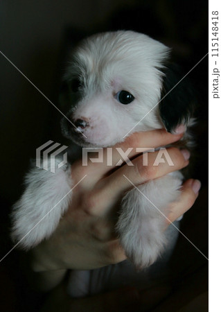 Tiny Chinese Crested dog, cute small happy puppy portrait Tiny Chinese Crested dog, cute small happy puppy portrait 115148418