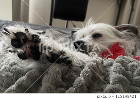 Small happy dog, Chinese Crested dog portrait 115148421
