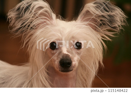 Small happy dog, Chinese Crested dog portrait 115148422