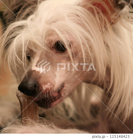 Chinese Crested dog takes a treat, cute small happy dog portrait 115148423
