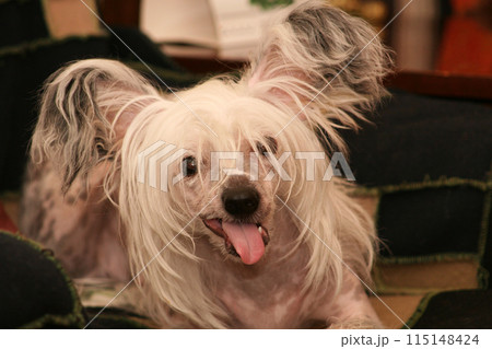Chinese Crested dog dog sticking out tongue, small happy dog portrait 115148424
