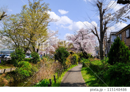 東京都　立川市　春　根川緑道の風景 115148486