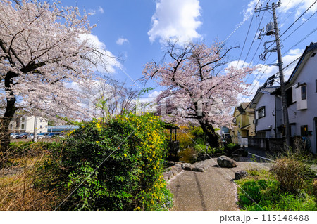 東京都　立川市　春　根川緑道の風景 115148488