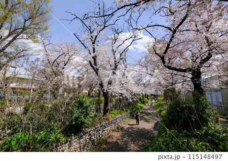 東京都 立川市 春 根川緑道の風景 東京都 立川市 春 根川緑道の風景 115148497