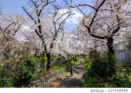 東京都 立川市 春 根川緑道の風景 東京都 立川市 春 根川緑道の風景 115148498