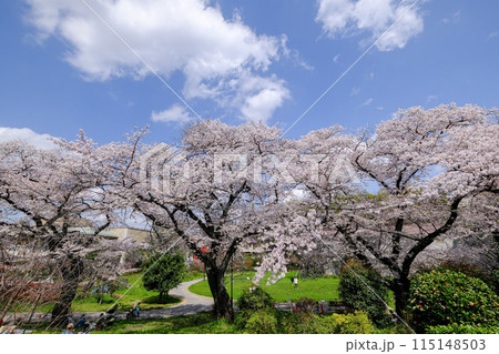 東京都　立川市　春　根川緑道の風景 115148503