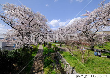 東京都 立川市 春 根川緑道の風景 東京都 立川市 春 根川緑道の風景 115148504