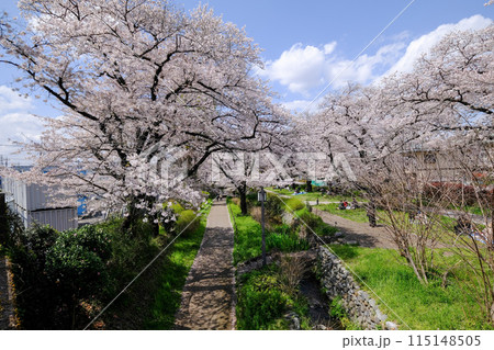 東京都　立川市　春　根川緑道の風景 115148505