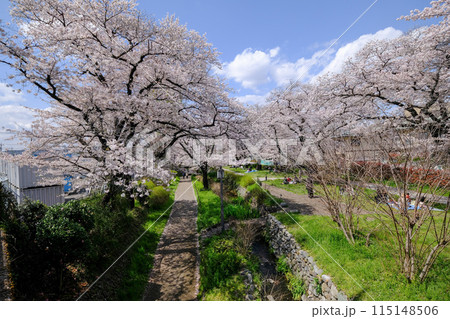 東京都　立川市　春　根川緑道の風景 115148506