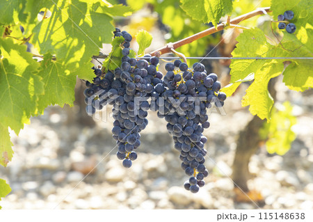 Vineyards with Cabernet Sauvignon near Chateau Dauzac, Margaux, Medoc, Bordeaux, Aquitaine, France 115148638
