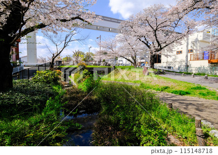 東京都　立川市　春　根川緑道の風景 115148718