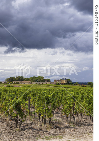 Typical vineyards near Chateau d Yquem, Sauternes, Bordeaux, Aquitaine, France 115148745