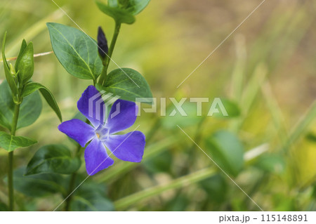 ＜草花＞ツルニチソウ 115148891