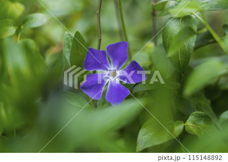 <草花>ツルニチソウ <草花>ツルニチソウ 115148892