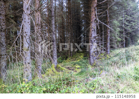 The forest at Letterilly by Glenties, County Donegal, Ireland 115148958