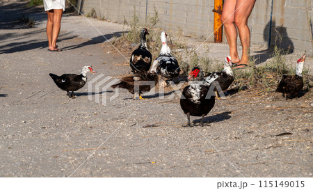 Close-up of a black and white gooses against a concrete wall and people legs.  115149015