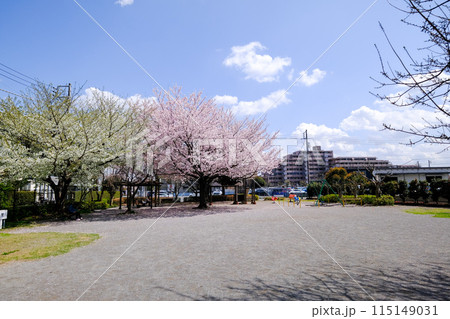 東京都　国立市　春　緑川西公園 115149031