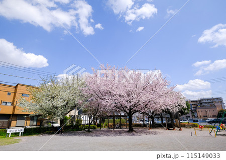 東京都　国立市　春　緑川西公園 115149033
