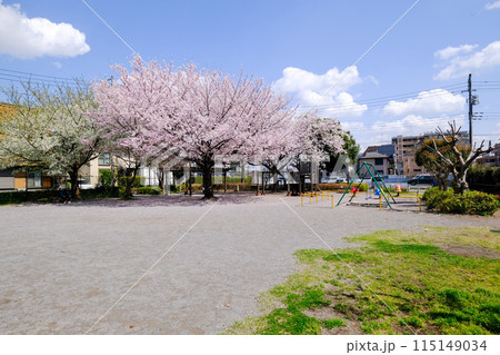 東京都　国立市　春　緑川西公園 115149034