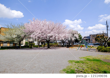 東京都　国立市　春　緑川西公園 115149036