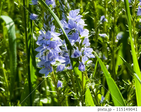 Veronica germandera, Veronica prostrata, growing in spring in a meadow, sunny day, natural environment 115149041