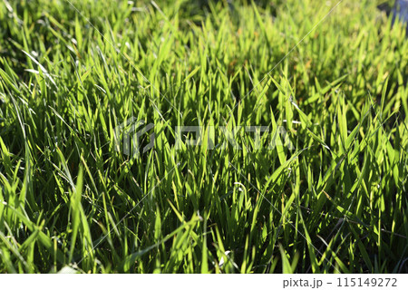 Green spring grass close-up. Green blades of grass in the sunlight in the garden. Green spring grass close-up. Green blades of grass in the sunlight in the garden. 115149272