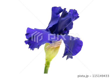 blue iris isolated 115149433