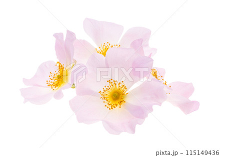 rosehip flower isolated 115149436