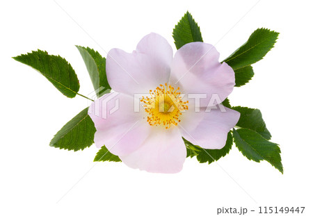 rosehip flower isolated 115149447